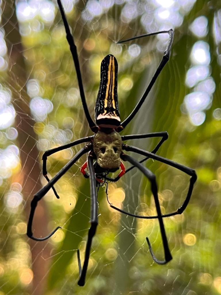 Rainforest Nest Deniyaya Exterior photo